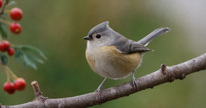 A beautiful autumn day captures a cute tufted titmouse perched on a tree branch, showcasing the fluffy feathered charm of this adorable wildlife creature in its natural surroundings.