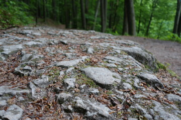 Skały w lesie © Mikolaj