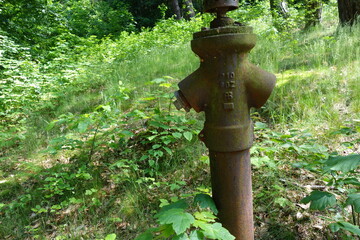 Hydrant w lesie
