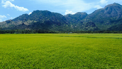 Beautiful green paddy field, Nanjinaad region and western ghats mountain range kanyakumari, Tamil...