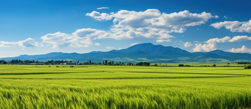close up Ripe rice fields and agricultural landscape with clear cloud sky