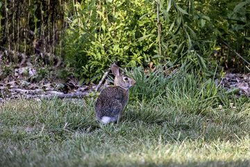 Cottontail rabbits (Lepus sylvaticus) Young wild rabbit grazing in the meadow
