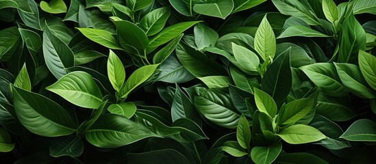 closeup of green leaves in the background. Flat lay, tropical leaf nature concept