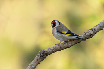 European Goldfinch Carduelis carduelis perched 