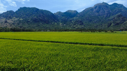 Fototapeta na wymiar Beautiful green paddy field, Nanjinaad region and western ghats mountain range kanyakumari, Tamil Nadu