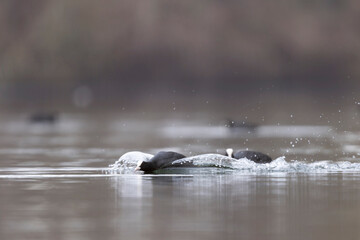 Common Coot Fulica atra running or swimming on a pond in France