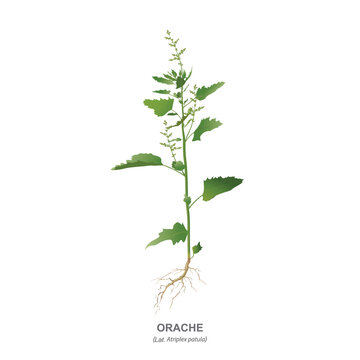 Orache grass with leaves, inflorescences and root is a weed plant, the garden species of which (Atriplex hortensis) are eaten. Vector drawing isolated on white background.