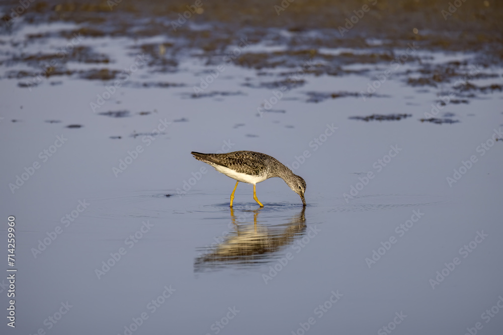 Sticker The lesser yellowlegs (Tringa flavipes) looking for food in shallow water lake Michigan.