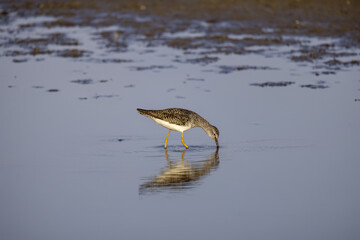 The lesser yellowlegs (Tringa flavipes) looking for food in shallow water lake Michigan.