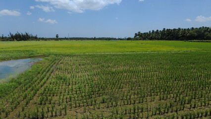 Fototapeta na wymiar Beautiful green paddy field, Nanjinaad region, kanyakumari, Tamil Nadu