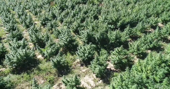 Aerial drone footage of hemp field in Colorado