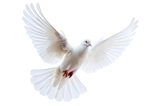 A white dove gracefully soaring through the air with its wings fully spread. This image captures the beauty and freedom of this peaceful bird.
