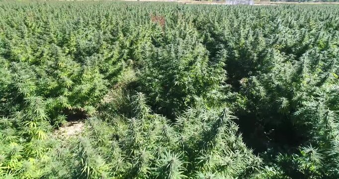 Aerial footage of hemp farm in Colorado
