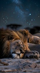 Naklejka premium a couple of lions laying on top of a sandy ground