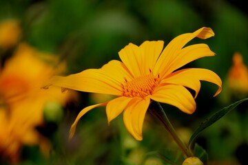 Vibrant Orange Flower with Dew Drops in a Beautiful Summer Garden Macro Shot