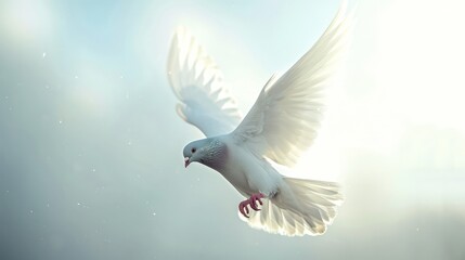 Fototapeta premium Flying white pigeon background with ample space for text, perfect for banners, advertisements, and bird lovers