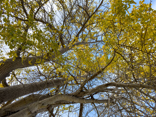 Ginko tree branches against sky