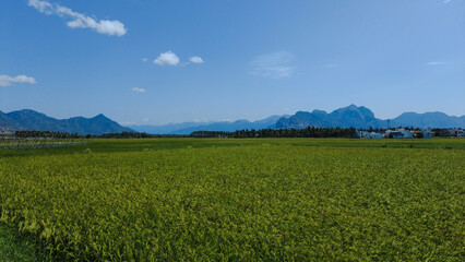 Fototapeta premium Nanjinaad paddy field and western ghats mountain range kanyakumari, Tamil Nadu, India 