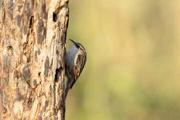 Certhia brachydactyla Short-toed Treecreeper climbing on a dead tree trunk in a forest in France