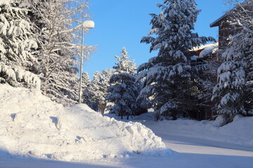 snow covered tree