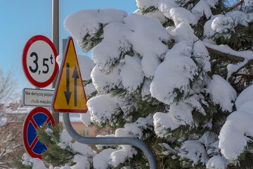 Znaki drogowe przy sośnie z długimi igłami obficie pokrytej puszystym śniegiem w mieście. 