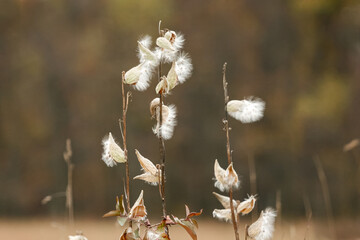 Milkweed pods in an autumn field