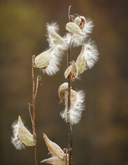 Milkweed pods in an autumn field