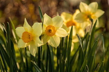 Fototapeta premium white narcissus close-up against the background of other daffodils against the background of dark grass