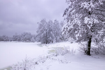 Pine tree covered with snow on the bank of a frozen river, a beautiful, fabulous winter landscape