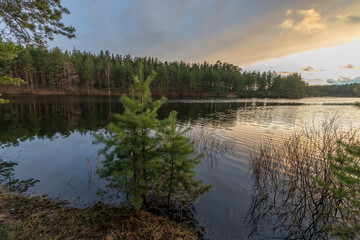 Small pine trees near a pond, evening landscape at sunset