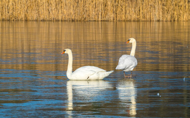  Two white swans on ice of frozen lake, reflections in ice