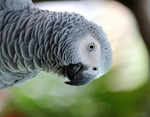 Colorful Macaw and White Parrot with Beak, Feathers, and Red Eye in Tropical Wildlife Portrait