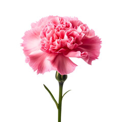 Pink carnation flower (PNG Cutout) isolated on transparent and white background