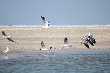 Seagulls soar gracefully above the sandy beach, their wings outstretched against the backdrop of a blue sky, blending seamlessly with the waves of the ocean below