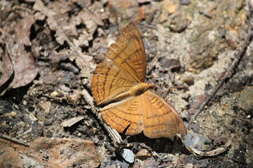 Beautiful orange butterfly with intricate wings resting on a leaf in a vibrant green meadow during a sunny summer day
