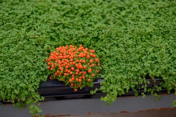 Fototapeta na wymiar Rows of baby's tears, also known as mind your own business, Soleirolia soleirolii, Nertera granadensis, coral bead plant, pin-cushion plant, coral moss for sale in a greenhouse