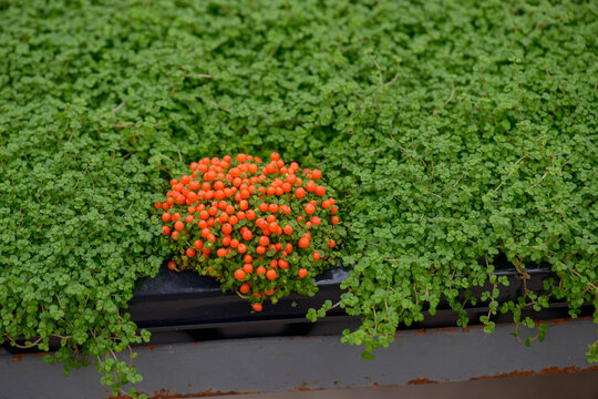Rows of baby's tears, also known as mind your own business, Soleirolia soleirolii, Nertera granadensis, coral bead plant, pin-cushion plant, coral moss for sale in a greenhouse