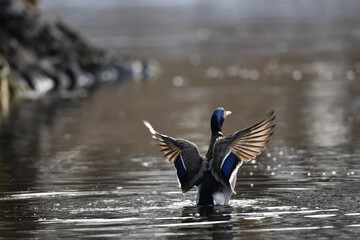 Enten Vogel mit gespreizten Flügeln und wunderschönen Federn auf der Ilmenau (Fluß) vor...