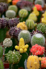 Rows of colourful cacti for sale in a greenhouse