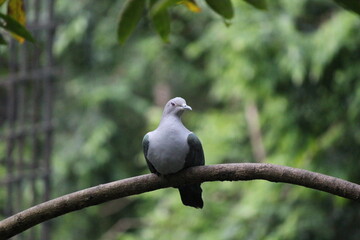 White dove peacefully perched on a green branch in a tranquil wildlife scene