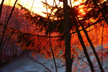 Sonnendurchfluteter Baum, Morgensonne