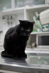 senior black cat at veterinarian