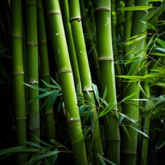Bamboo forest in the light of the sun, background