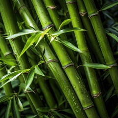 Obraz premium Bamboo forest in the light of the sun, background