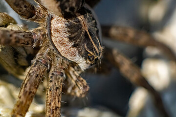 wolf spider