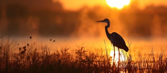 Fototapeten A young heron welcomes the sunrise in a salt marsh in New Jersey. © 2rogan