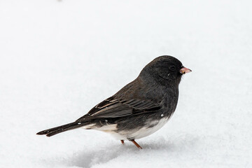 Dark-Eyed Junco