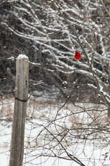 Country Cardinal
