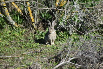 Isolated wild rabbit hiding in the undergrowth