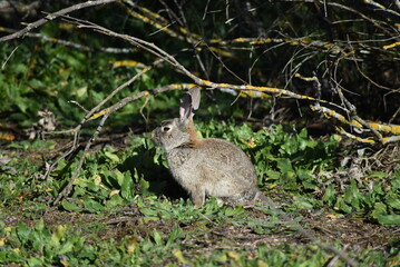 Naklejka na ściany i meble Isolated wild rabbit hiding in the undergrowth